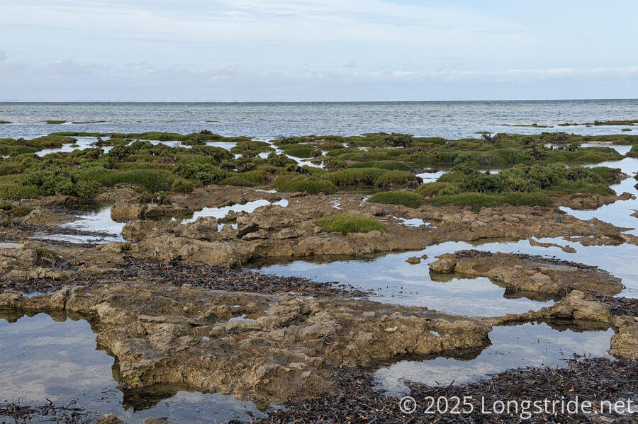 Intertidal Reefs near Port Minlacowie