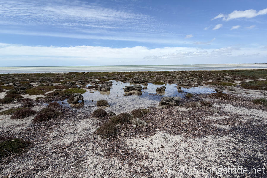 Intertidal Reefs near Point Turton