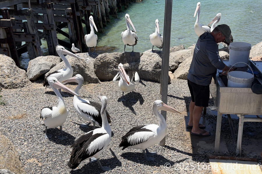 Pelicans Await Fish at a Fish Cleaning Stand