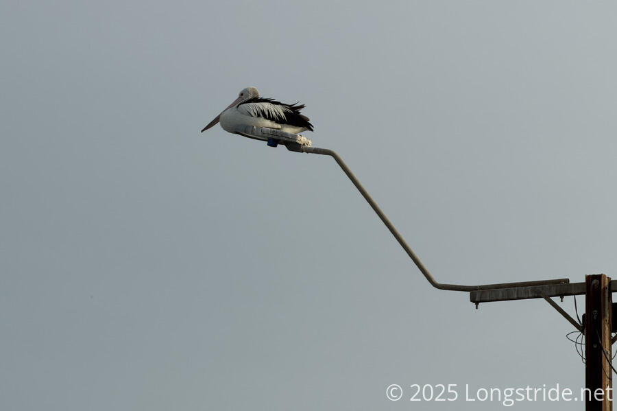 A Pelican Rests on a Lamp Post