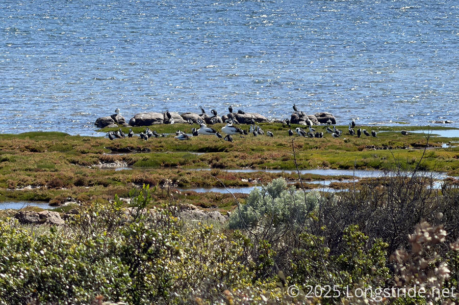 Seabirds on Intertidal Grasses