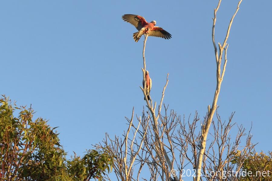 A Galah Spreads its Wings