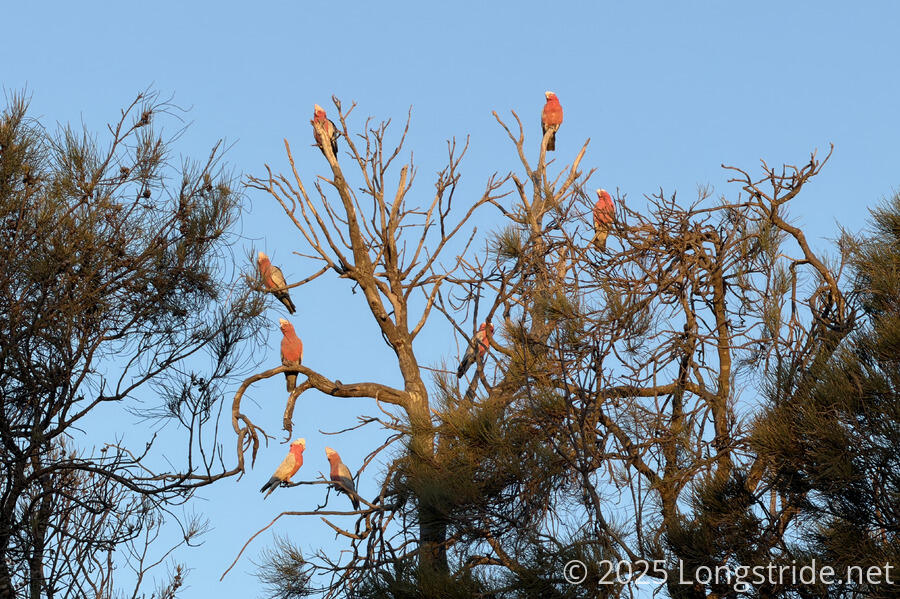 Galahs Roosting