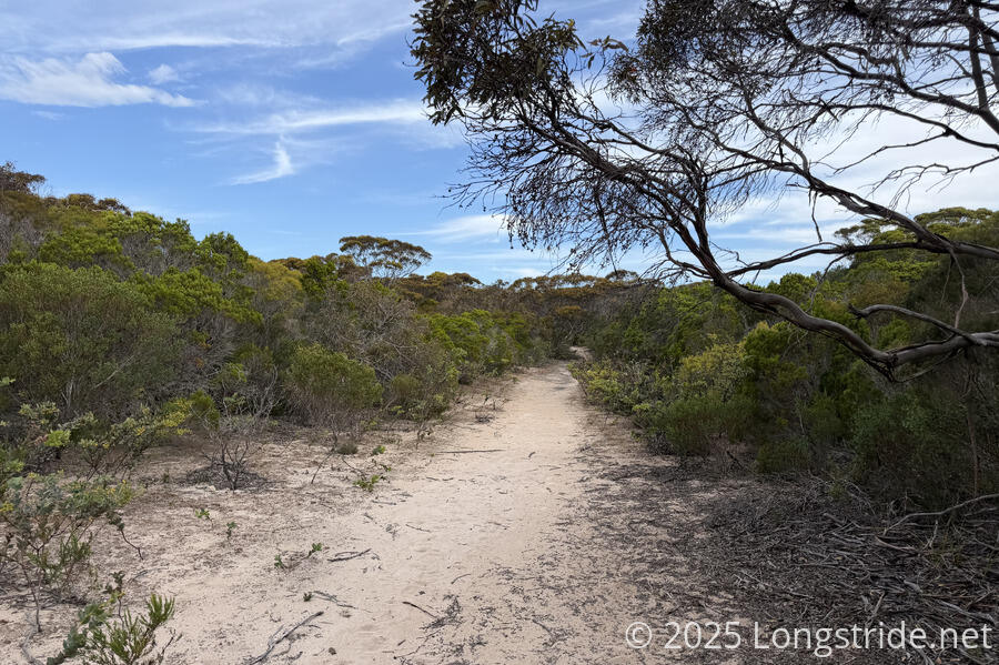Forest in the National Park