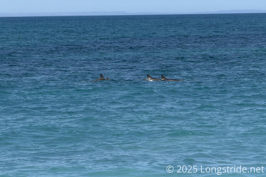 Three Dolphins