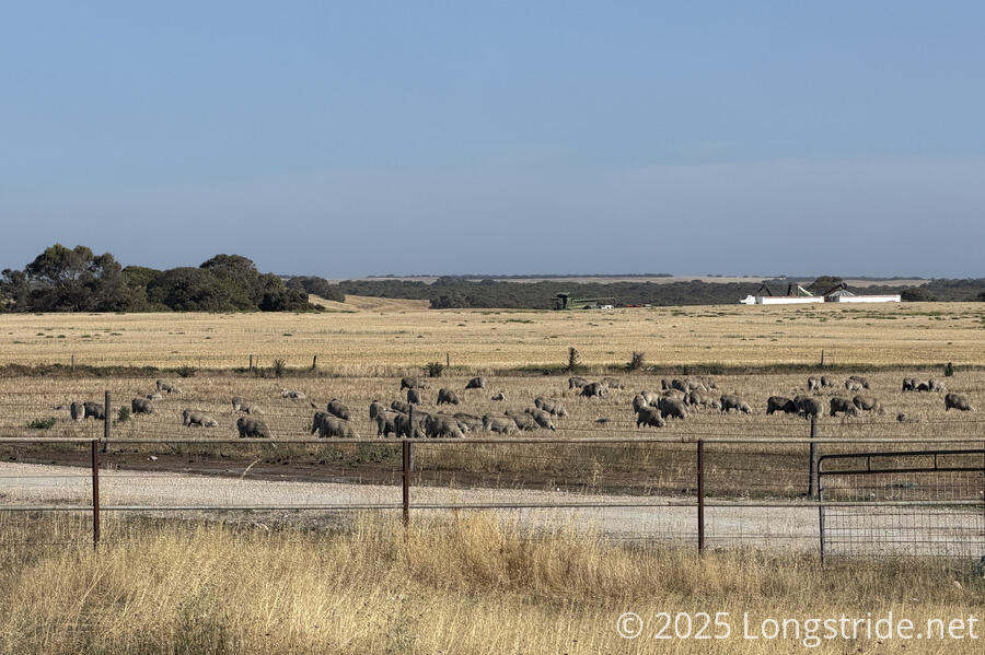 Sheep Farm