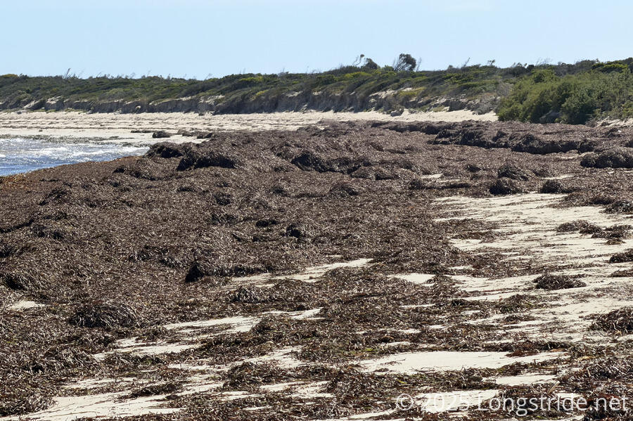 Thick Seaweed on Sturt Bay