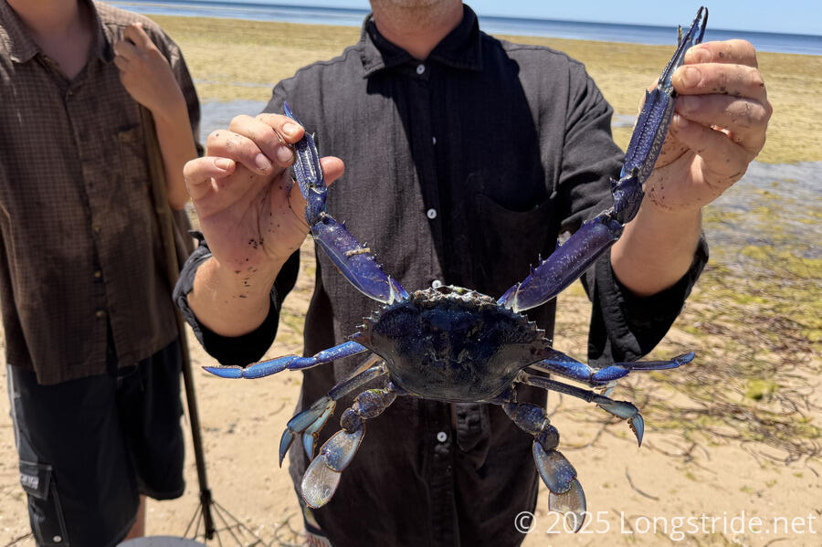 Blue Swimmer Crab