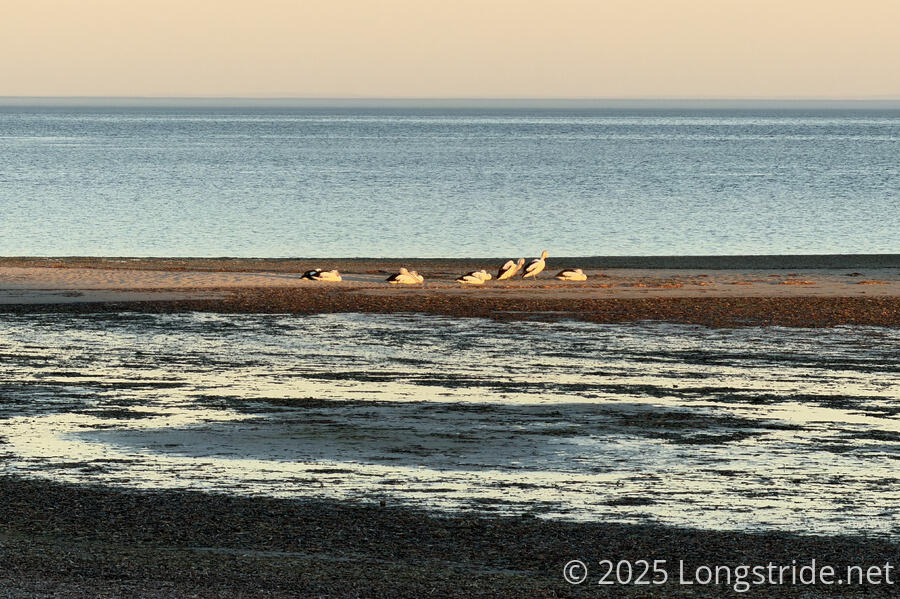 Pelicans Rest on a Sandbar