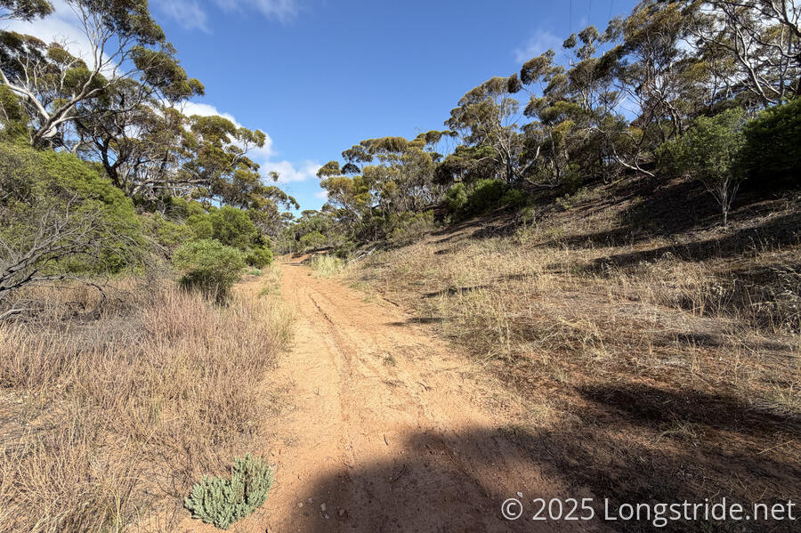 Tree-Lined Trail