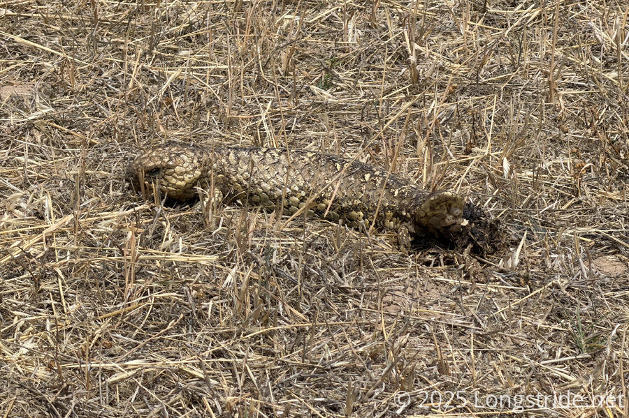 Sleepy Lizard in Dry Grass
