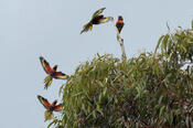 Rainbow Lorikeets