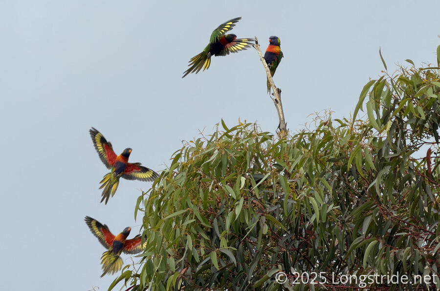 Rainbow Lorikeets