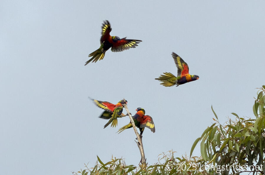 Rainbow Lorikeets