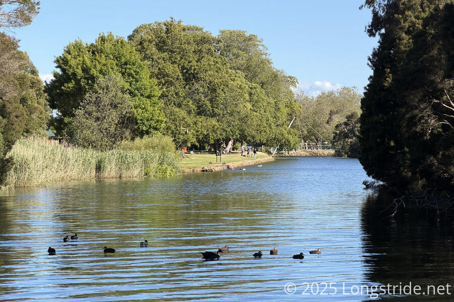 Ducks on the Mersey River