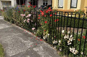 Flowers on a Fence Leaving Latrobe