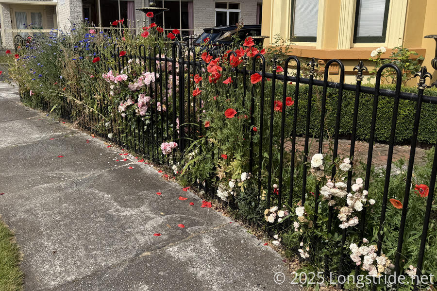 Flowers on a Fence Leaving Latrobe