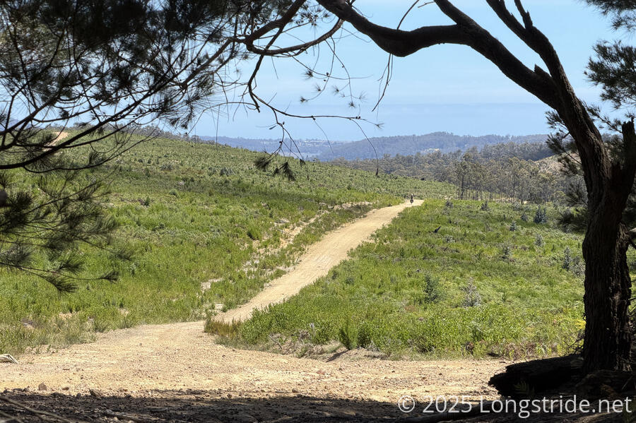 A Cyclist in the Eucalyptus Platation