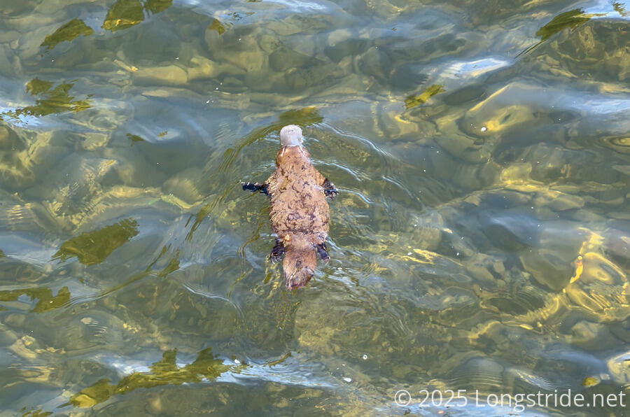 Platypus in the Mersey River