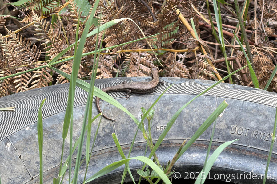 A Tire Next to the Road
