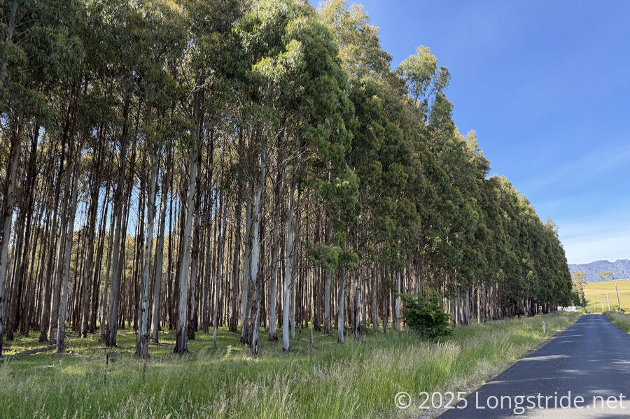 Pine Plantation Along the Road