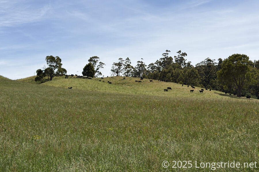 Cows on a Grassy Hilltop