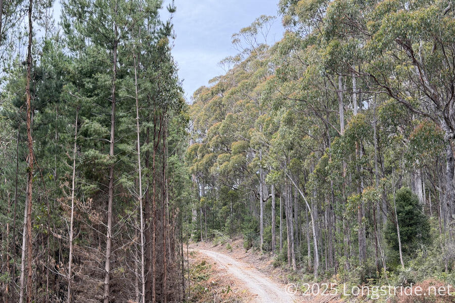 Pines and Eucalyptus