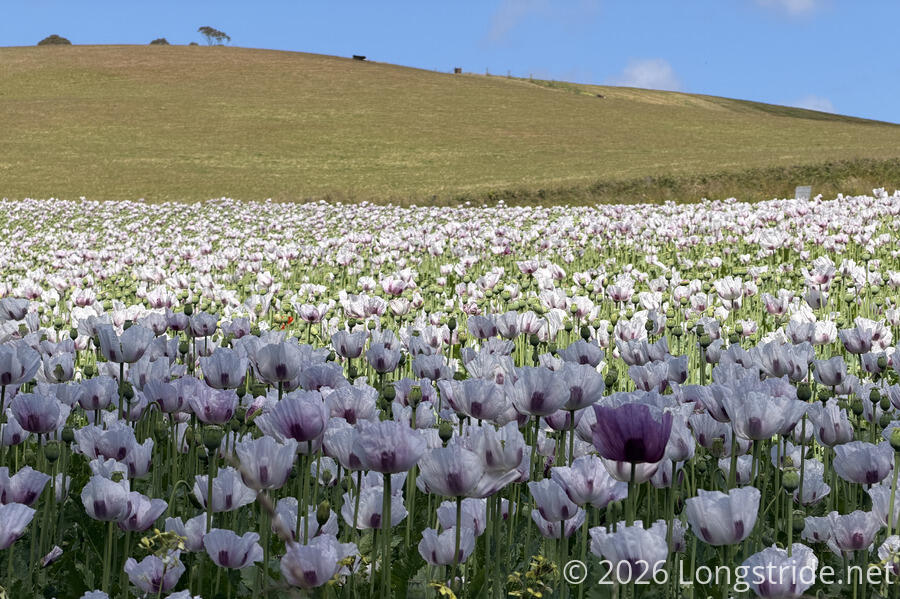 Poppy Field