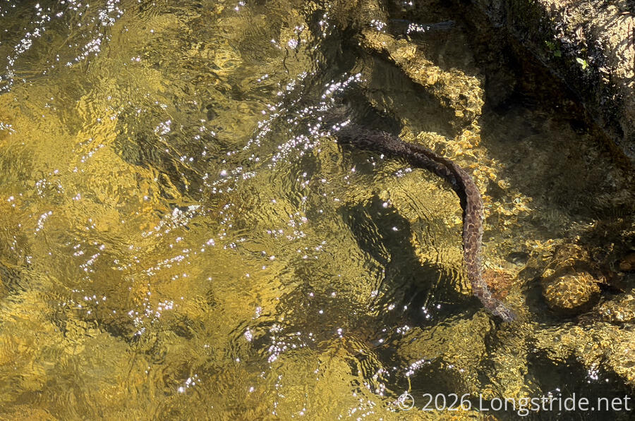 An Eel in the Meander River