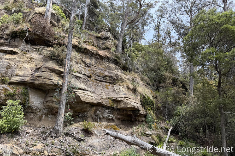 Sandstone Cliffs on the Caves Track