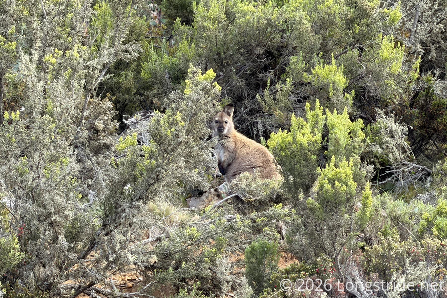 A Wallaby Watches from the Bush