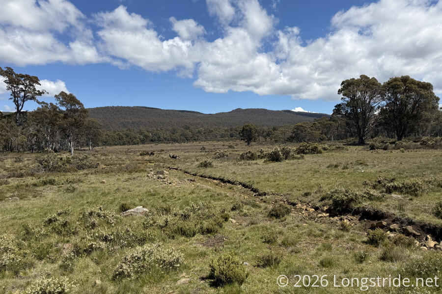 Bush Near Arthurs Lake