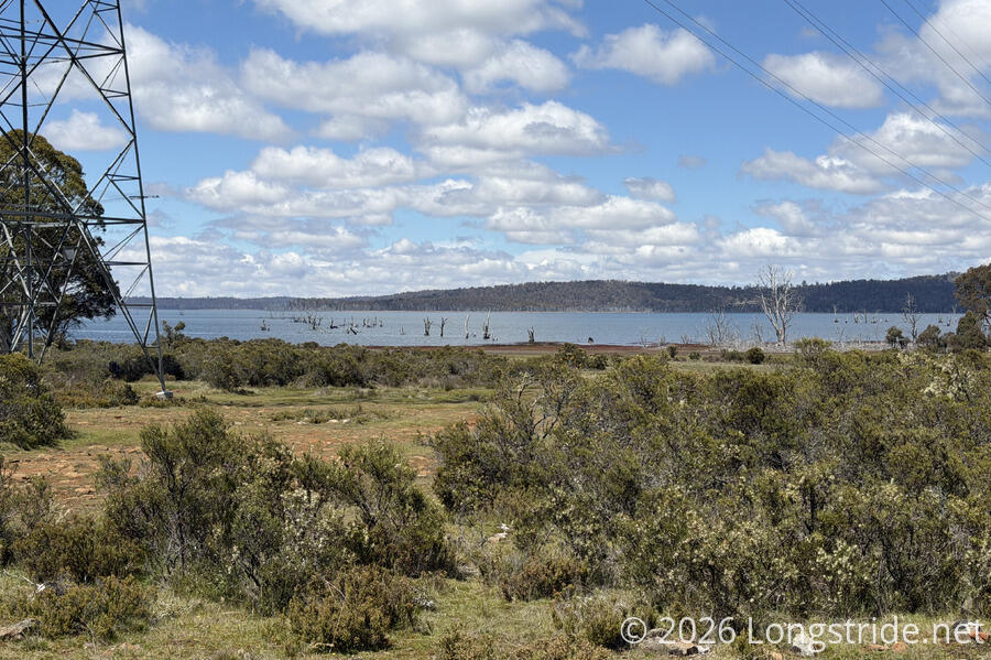 Flooded Trees in Arthurs Lake