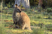 Wallaby