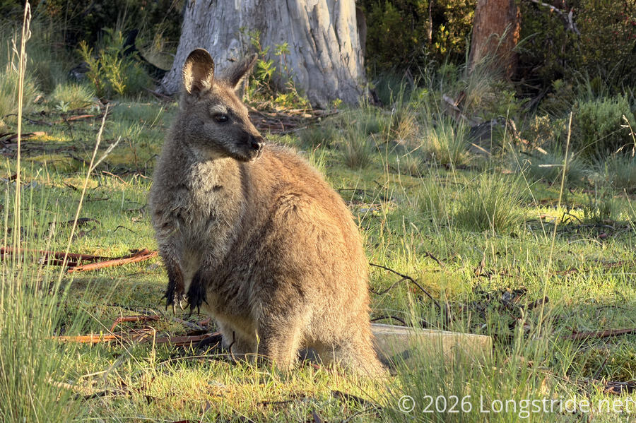 Wallaby
