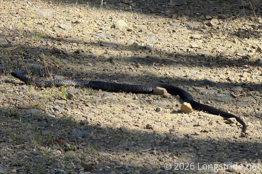 Snake Crossing the Road