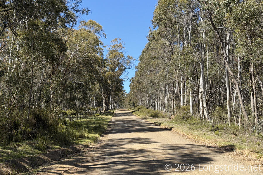 A Nice Tree-Lined Road