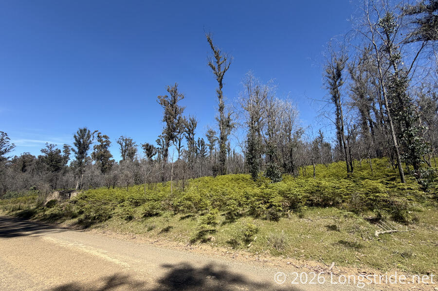 The Forest Recovers After a Fire