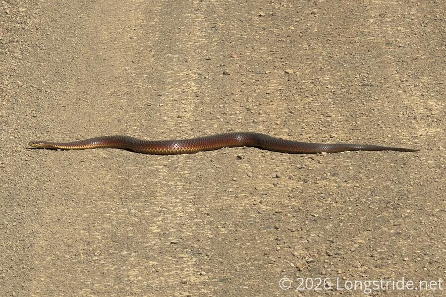 Lowland Copperhead