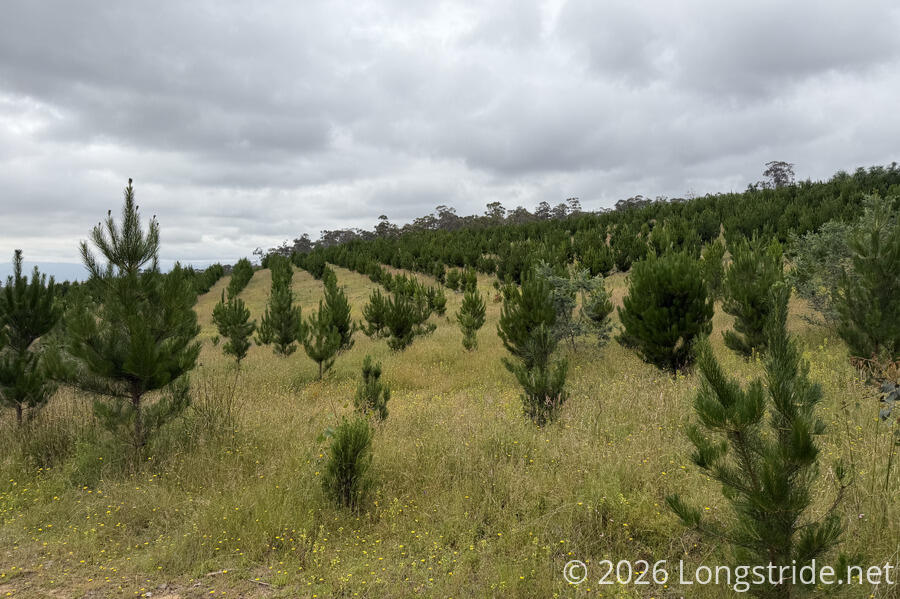 Pine Plantation