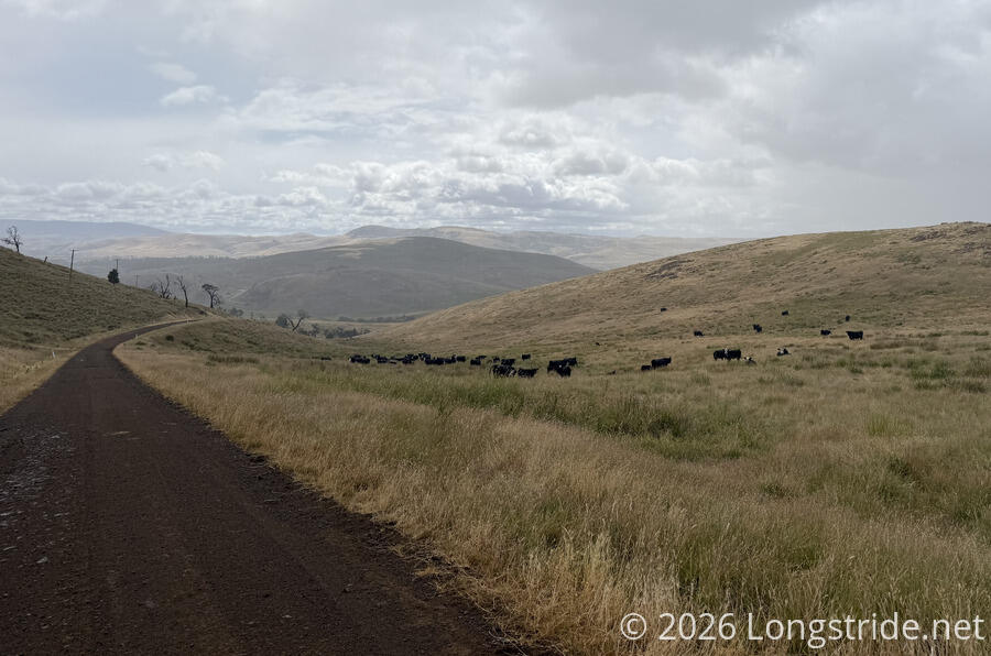 Cows on the Hillside