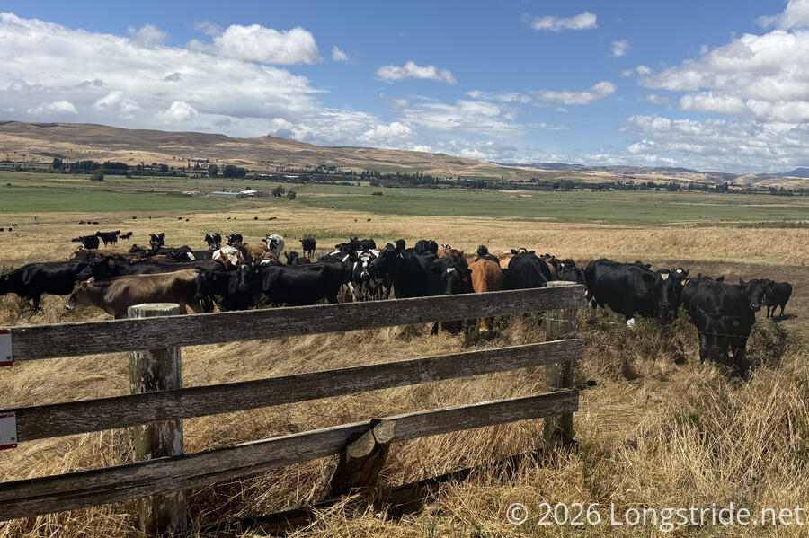 Cows at the Gate
