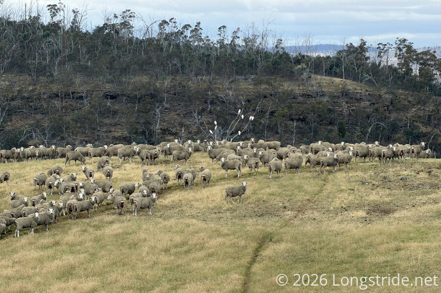 Sheep and Cockatoos