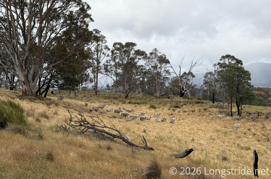 Sheep on Mount Bethune