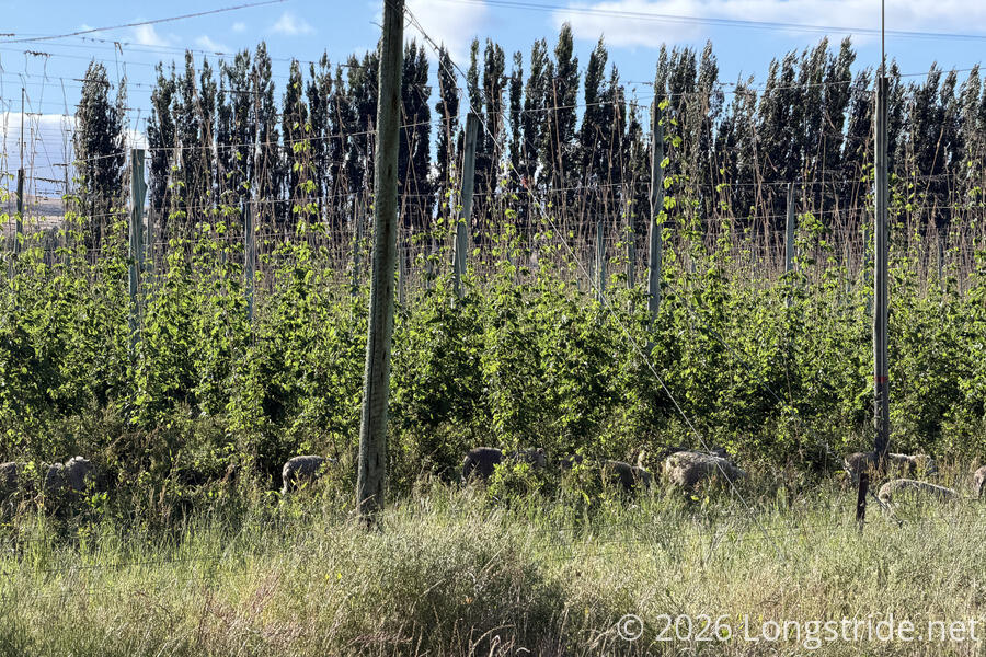 Sheep in a Hops Field