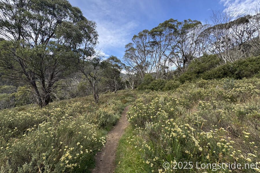 Thredbo River Track
