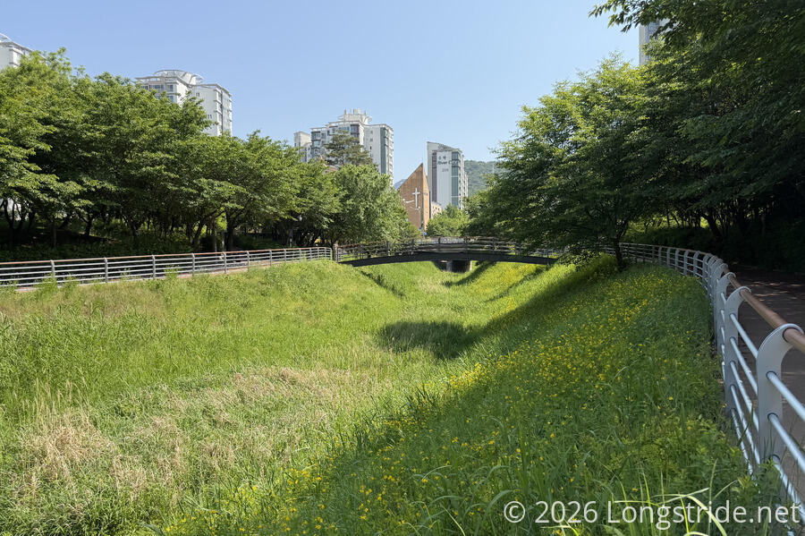 Grassy Stream Bed