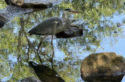 Heron