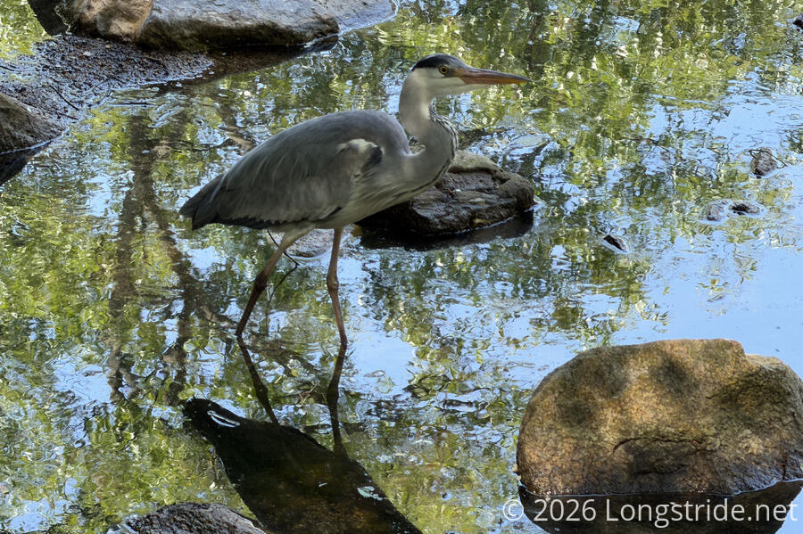 Heron