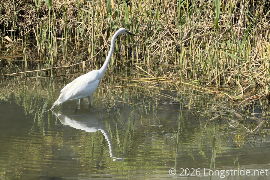 Heron